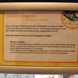 Canthigaster valentini