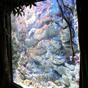 Triggerfish-aquarium