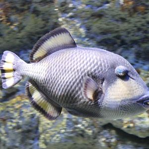 Titan triggerfish (Balistoides viridescens)