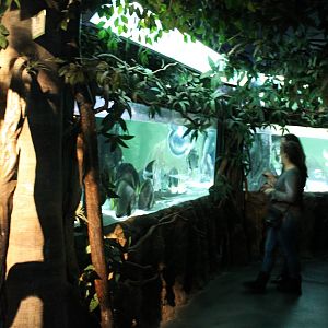 Mangrove-aquarium