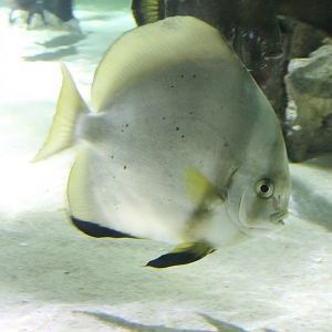 Orbicular batfish