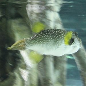 Stars-and-Stripes Puffer - Arothron hispidus