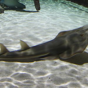 Guitarfish