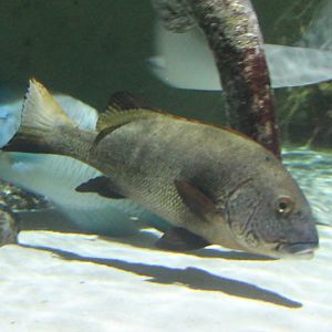 Giant sweetlips - Plectorhinchus albovittatus