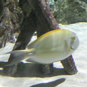 Eyestripe surgeonfish (Acanthurus dussumieri)