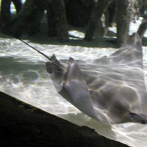 Cownose ray