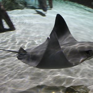 Cownose ray