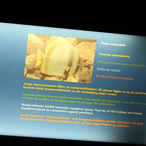 Sign Orbicular batfish