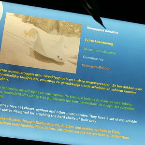 Sign Cownose ray