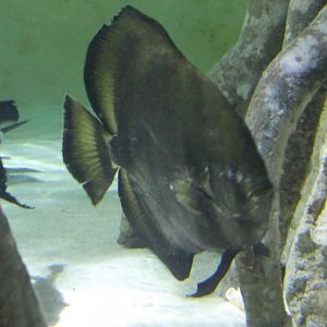 Batfish