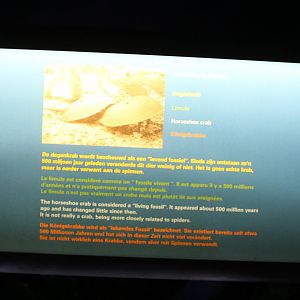 Sign Horse-shoe crab