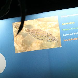 Sign Scrawled filefish