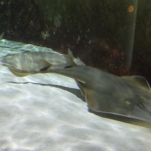 Guitarfishes