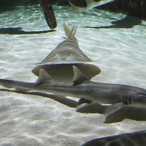 Shark ID and Guitarfish