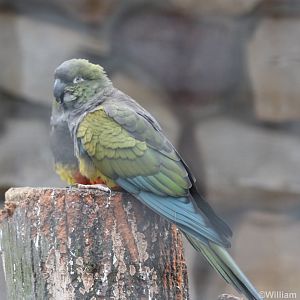 Patagonian Conures