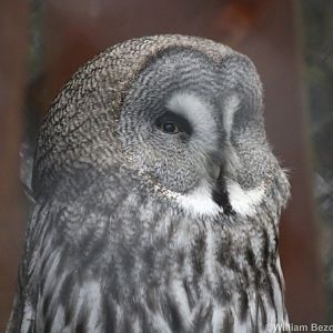 Great Grey Owl