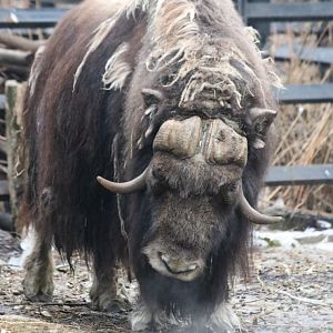 Angry Musk Ox