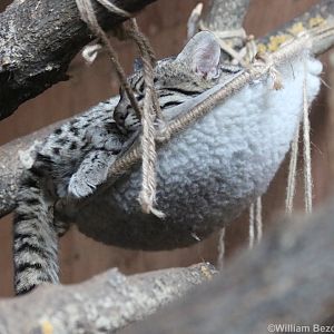 Geoffroy's Cat Sleeping