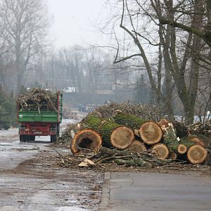 Trees Being Removed for Some Reason