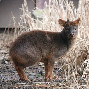 Pudu