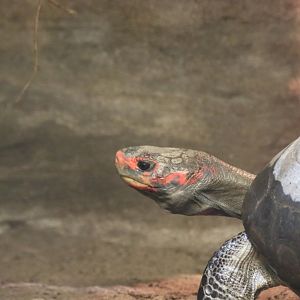 South American Red-footed Tortoise