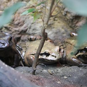 Mountain Chicken Frog