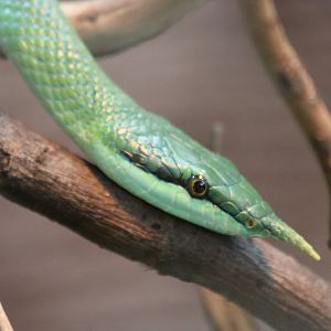 Rhinoceros Ratsnake