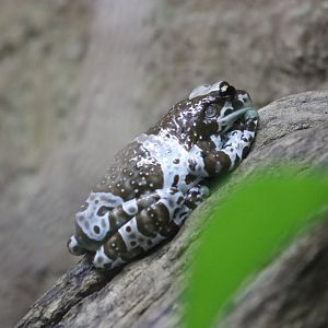 Marbled Tree Frog