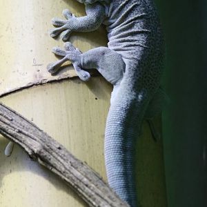 Standing's Day Gecko