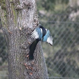 Wild Eurasian Magpie