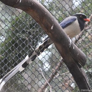 Red-billed Blue-magpie