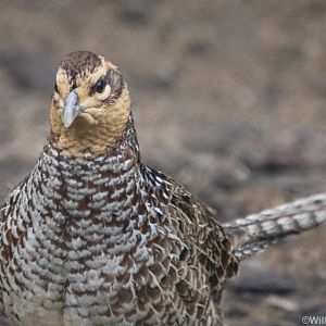 Female Reeves' Pheasant