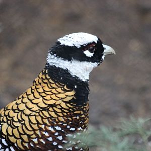 Reeves' Pheasant