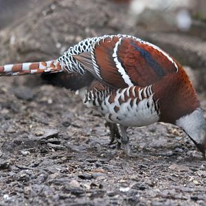 Elliot's Pheasant