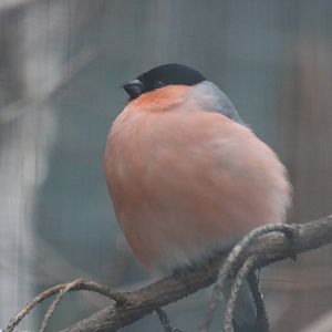 Bullfinch