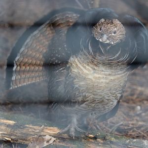 Male Ruffed Grouse Displaying