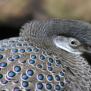 Grey Peacock-pheasant