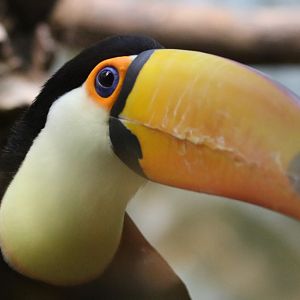 Toco Toucan