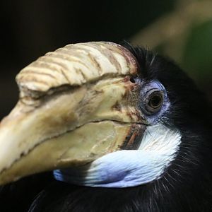 New Guinea Hornbill