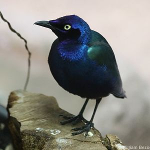 Greater Blue-eared Glossy Starling