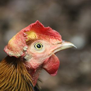 Sri Lankan Junglefowl