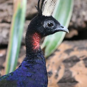 Congo Peacock