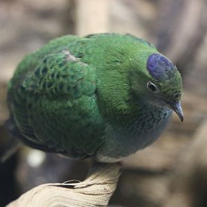 Superb Fruit-dove