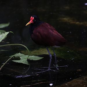 Wattled Jacana