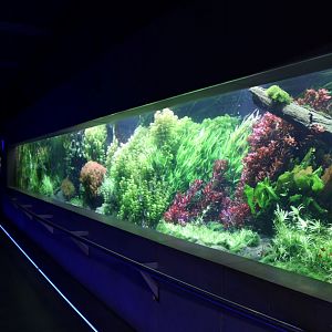 View of the Huge Freshwater Community Tank