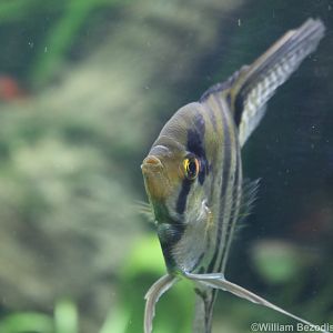 Freshwater Angelfish