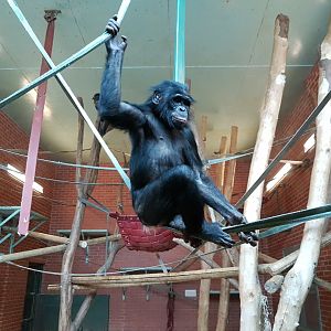 Bonobo - Twycross zoo - Feb 2017