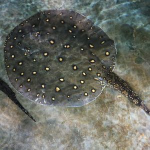 Ocellate River Stingray