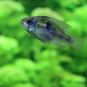Ram Cichlid
