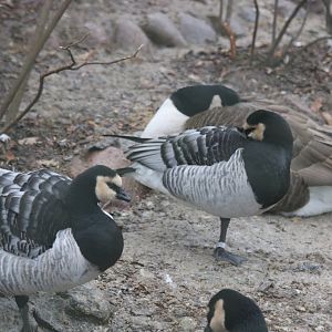 Barnacle Geese
